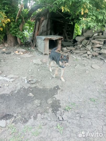 Восточноевропейская овчарка