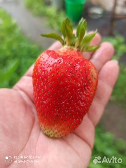 Клубника ремонтантная, сезонная саженцы