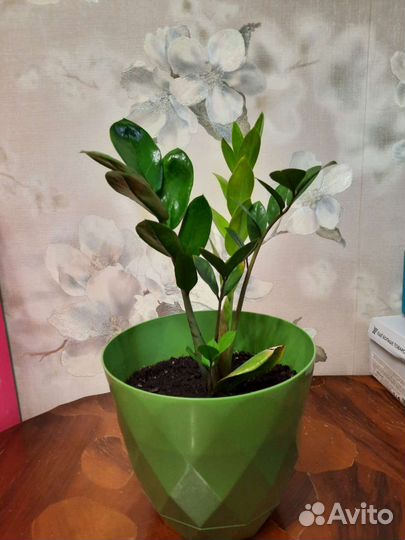 Замиокулькас