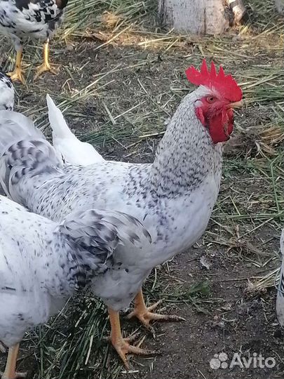 Продам Петухов породы 