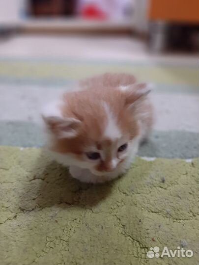 Сибирские котята