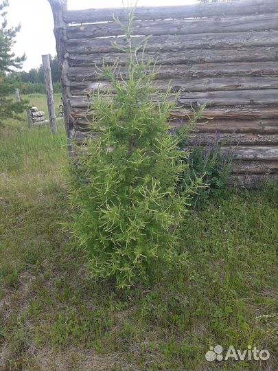 Лиственница