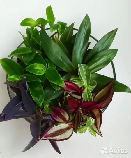 Традесканция