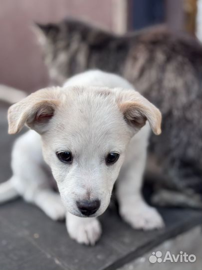 Щенки дворняжки