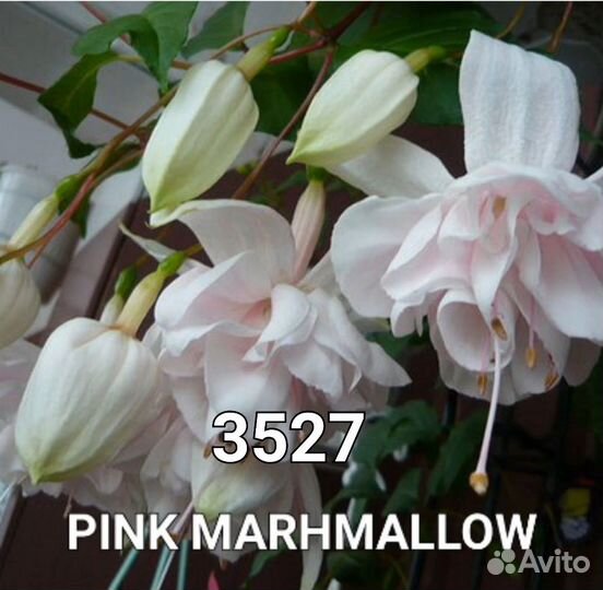 Вегетативная Рассада