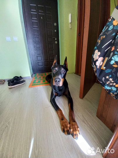 Собака доберман
