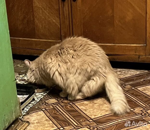 Кот в хорошие руки