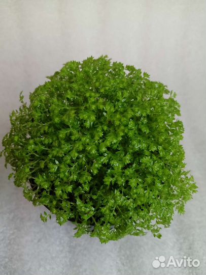 Селагинелла Джори