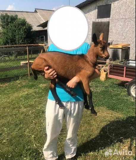 Козочка и козлик