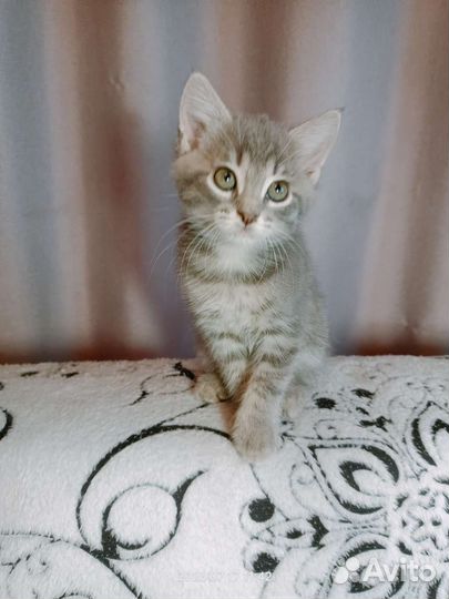 Котенок в Ваш дом