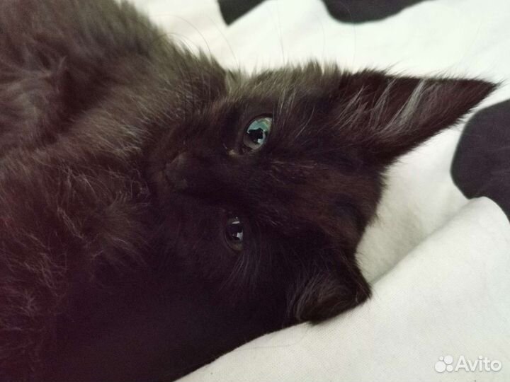 Отдаю в добрые руки котенка