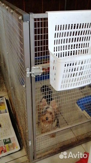 Передержка собак мелких и средних пород