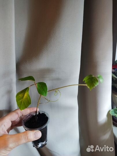 Циссус. Плющ. Каллизия. Плектрантус. Хлорофитум