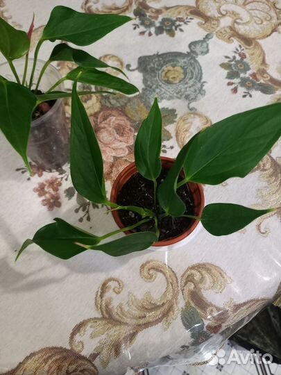 Антуриум зизу