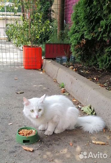 Кошка белоснежная