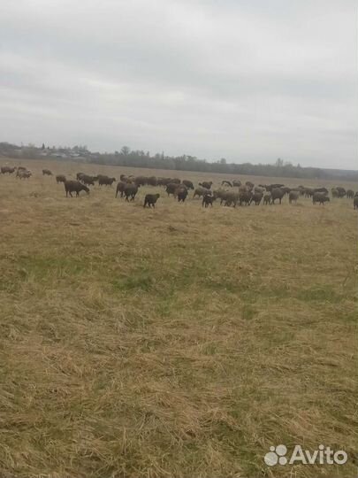 Овцы бараны