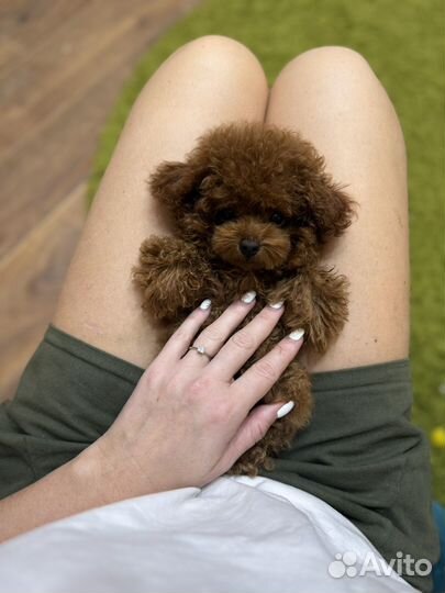 Микро Той-пудель