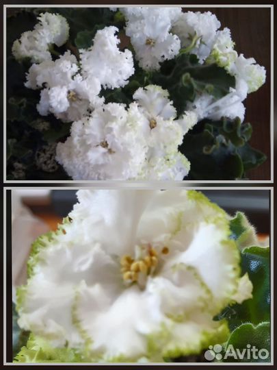 Сортовые красивоцветущие фиалки