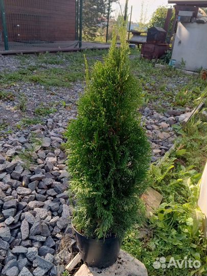 Туя смарагд