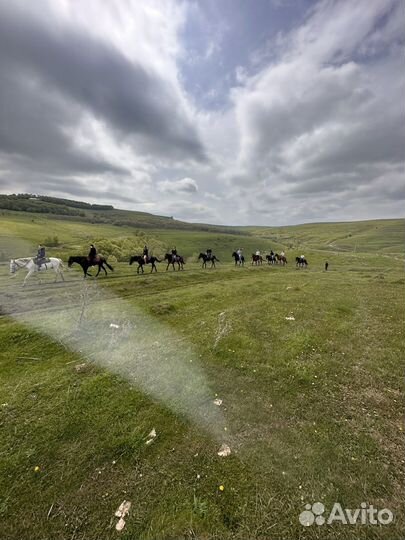Конные прогулки