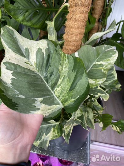 Монстеры и эпипремнумы на срез