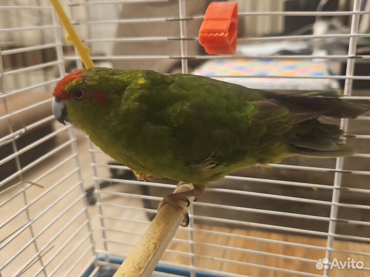 Попугай какарик