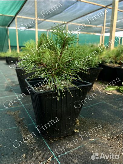 Саженцы кедрового стланика, зкс