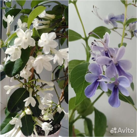 Комнатные растения красивоцветущие