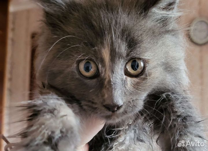 Кошка
