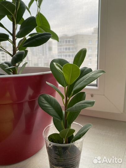 Фикус макламе