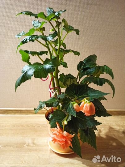 Бегония клубневая 3 цвета