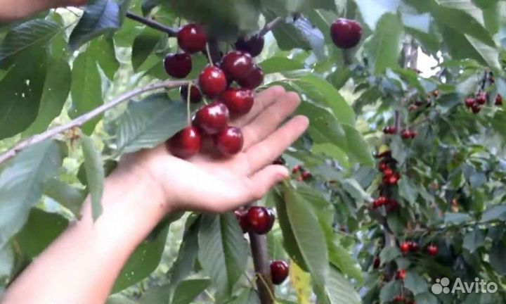 Саженцы Черешня Вишня
