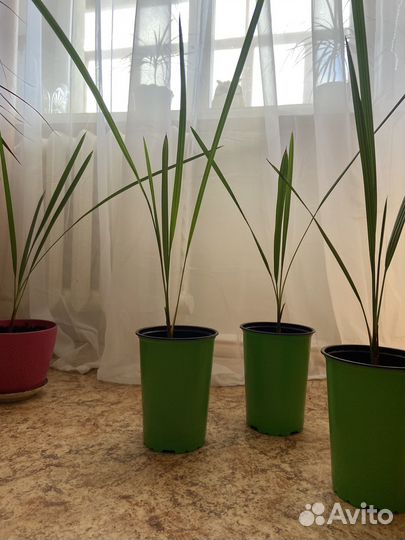 Финиковая пальма