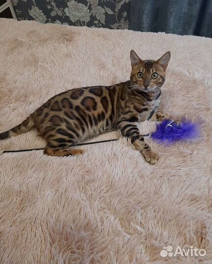 Бенгал. вязка