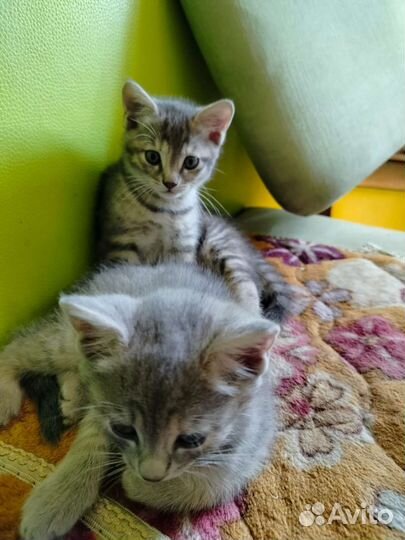 Котята девочки в добрые руки