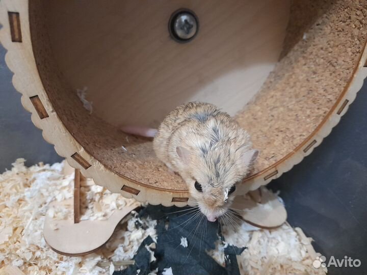 Жирнохвостая песчанка самка