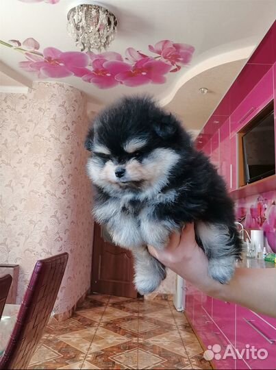 Медвежата. Шпиц