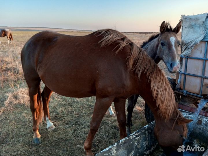 Продажа лошадей