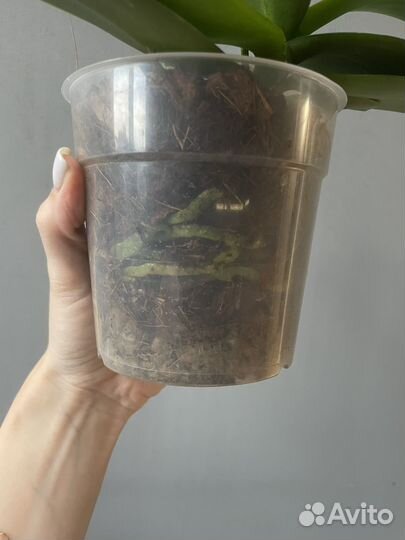 Орхидея фаленопсис мини