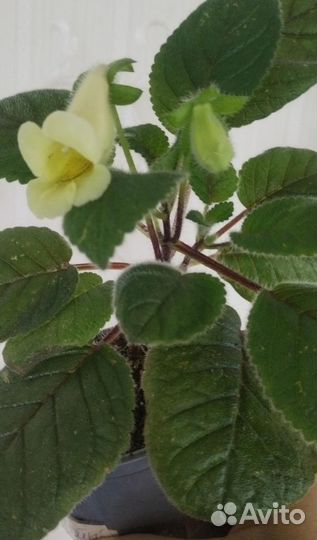 Комнатные растения