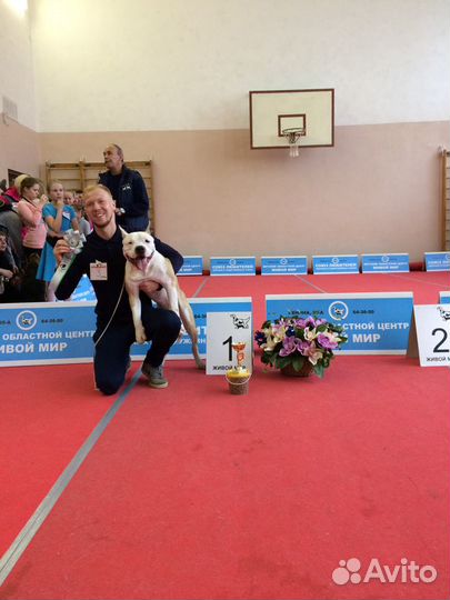 Вязка кобеля амстафа