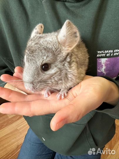 Малыши шиншиллы