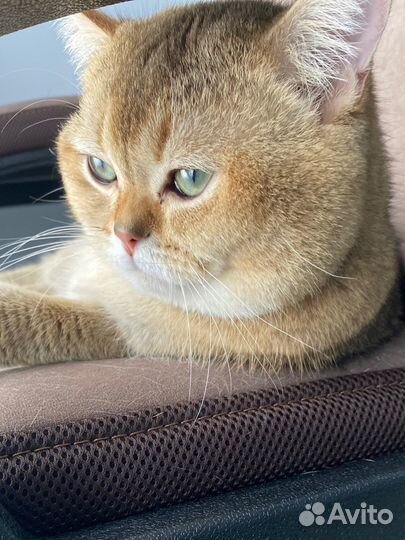 Шотландский кот вязка