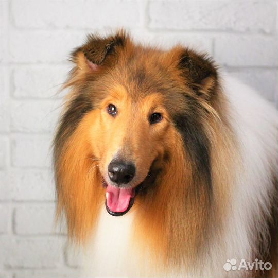 Груминг крупных пород собак / Экспресс-линька