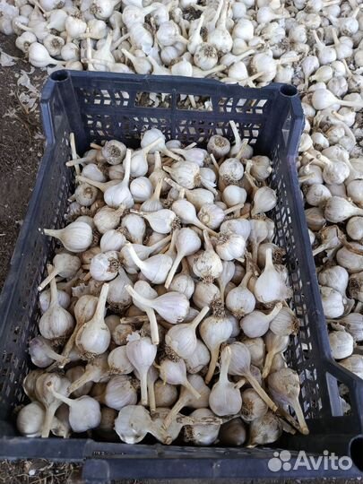 Чеснок мелкий