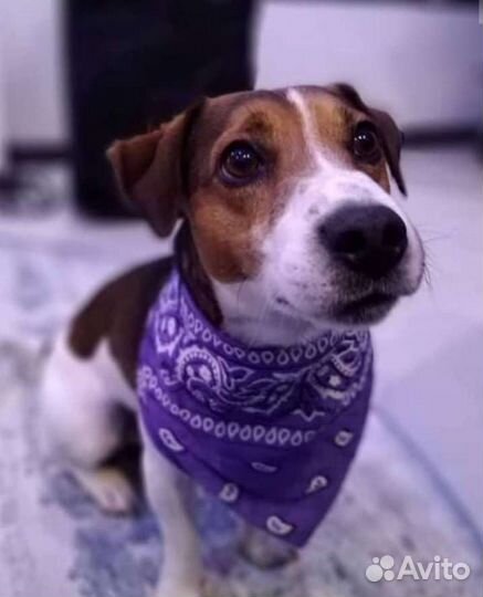 Джек-рассел терьер. Вязка