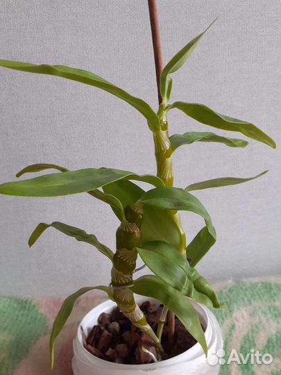 Дендробиум нобиле