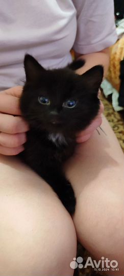 Котята в добрые руки 2,5месяц