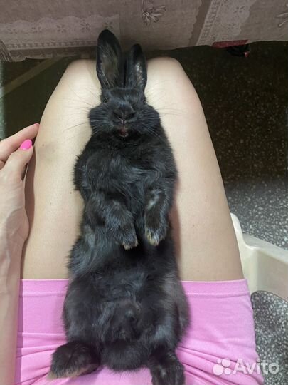 Декоративные кролики