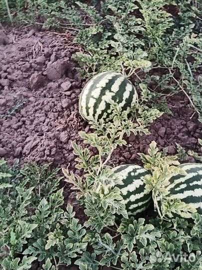 Арбуз оптом с поля Старотитаровская